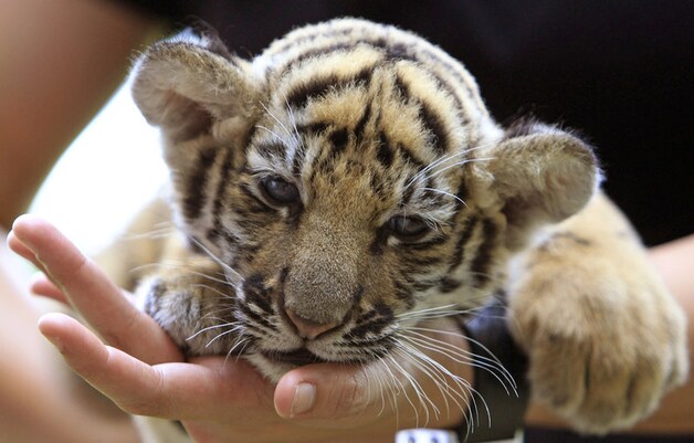 Een dierenarts in Bangkok bekommert zich over de tijgerwelp.