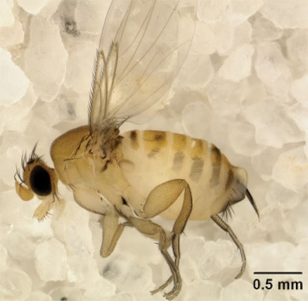 Apocephalus Borealis, de dodelijke boosdoener.