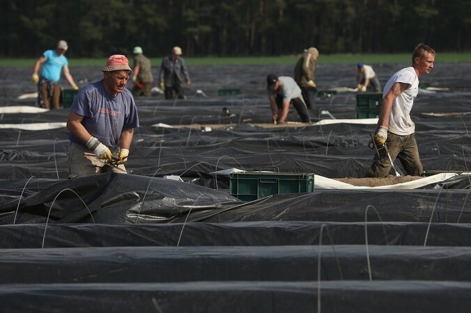 Poolse arbeiders op Duitse landbouwveld, nabij Klaistow in Duitsland