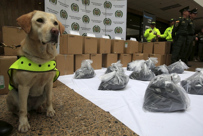 Drugshond Mona bij een deel van de inbeslaggenomen cocaïne in de Colombiaanse stad Bogotá.