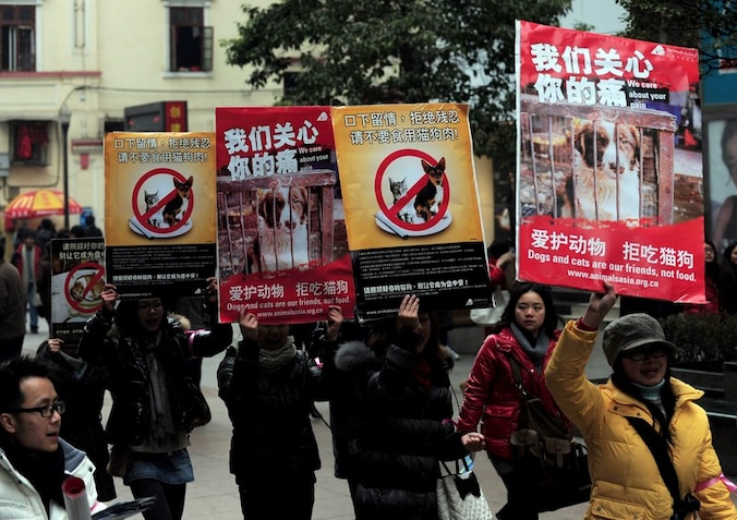 Het protest tegen het eten van katten en honden in China is groot, zeker nu een wet op dierenmishandeling in aantocht is.