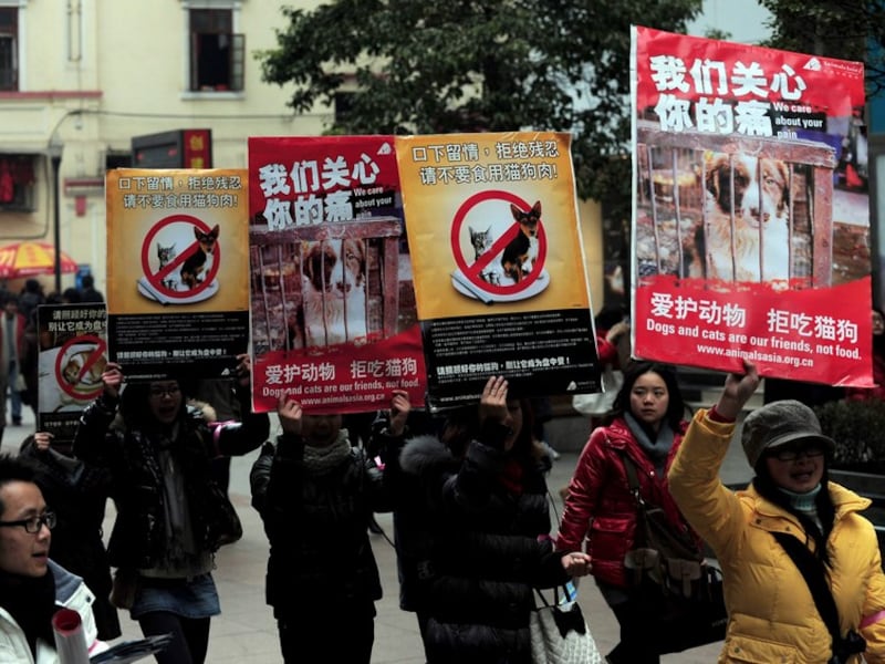 Het protest tegen het eten van katten en honden in China is groot, zeker nu een wet op dierenmishandeling in aantocht is.