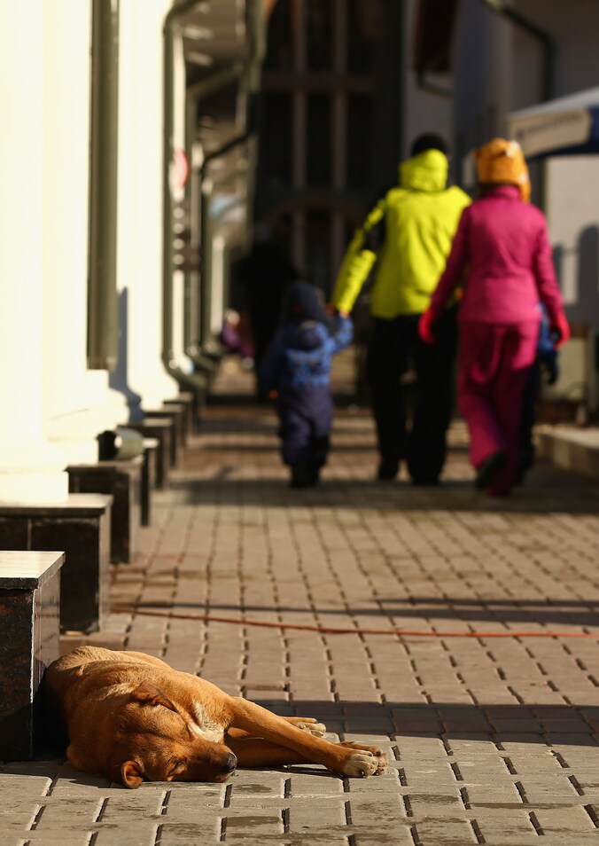 Een zwerfhond in Sochi.