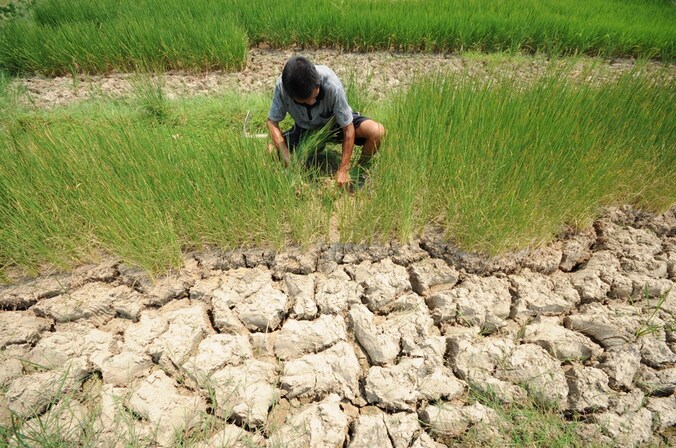 Extreme droogte deed delen van de rijstoogst mislukken deze zomer in China.