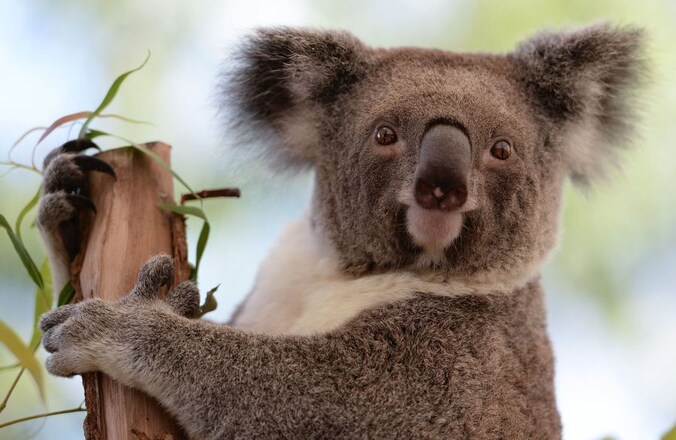 Een koala in de dierentuin van Sydney.