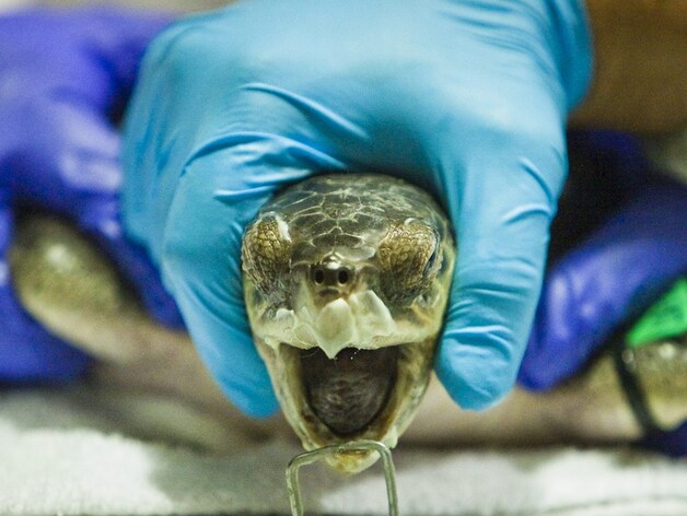 Een met olie besmeurde schildpad wordt gereinigd.