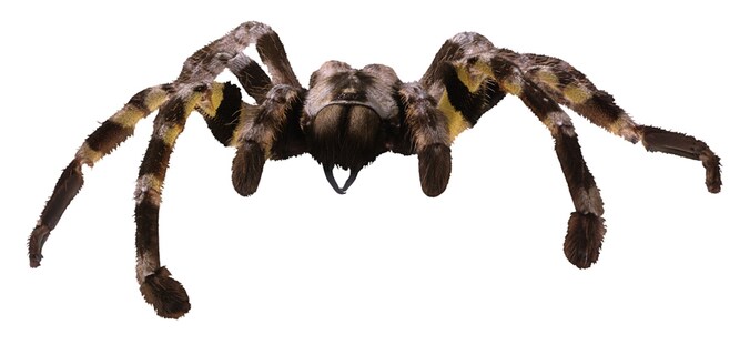 De spin zou lijken op een tarantula.