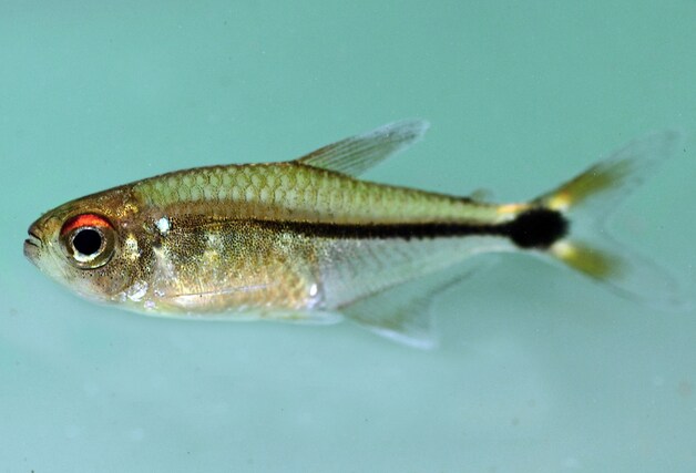 Een nieuwe soort tetravis, verwant aan de neontetra die je in aquariums ziet.