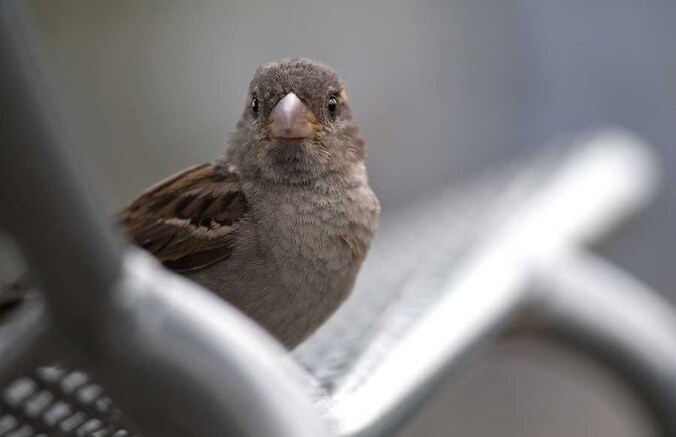 Een huismus in de tuin.