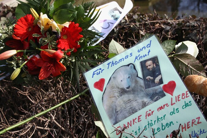 Vele mensen legden de voorbije dagen bloemen en kaartjes neer aan het ijsberenverblijf in de Berliner Zoo.