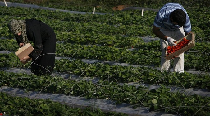 De Gazanen mogen onder meer terug aardbeien uitvoeren.