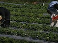 De Gazanen mogen onder meer terug aardbeien uitvoeren.