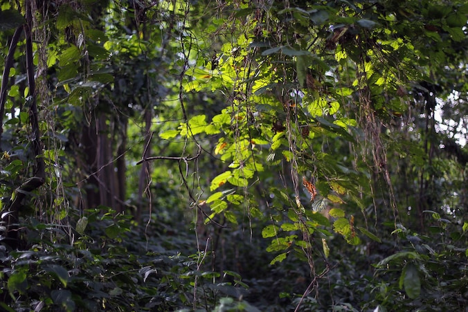 Virunga Nationaal Park