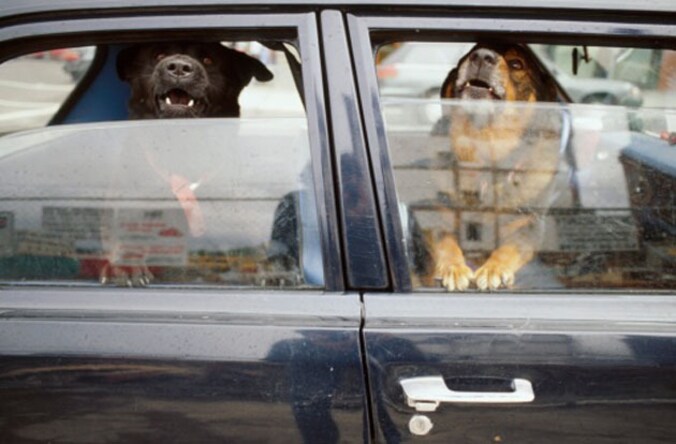 Voor alle duidelijkheid: het gaat niet om deze honden.