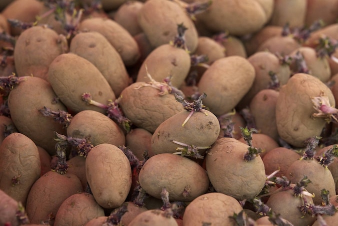 In 2009 startte de Gentse universiteit een proefproject met genetisch gemanipuleerde aardappelen.
