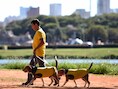 Toen Brazilië nog niet uitgeschakeld was op het WK: een man laat zijn twee honden buiten in het Ibirapuera Park in Sao Paulo.