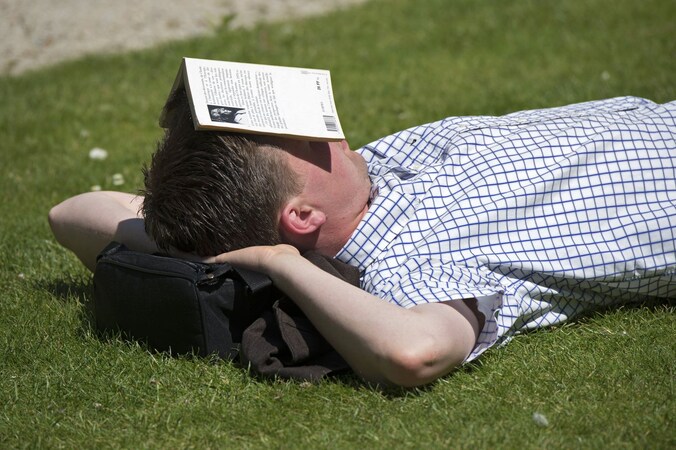 Een slapende zonneklopper in het park van Brussel.