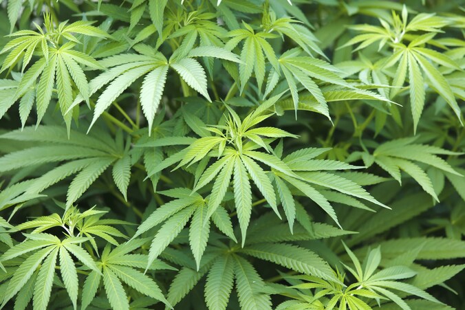 Het actieve bestanddeel van de cannabisplant, THC, helpt bij het vertragen en zelfs stilleggen van de progressie van de ziekte van Alzheimer.