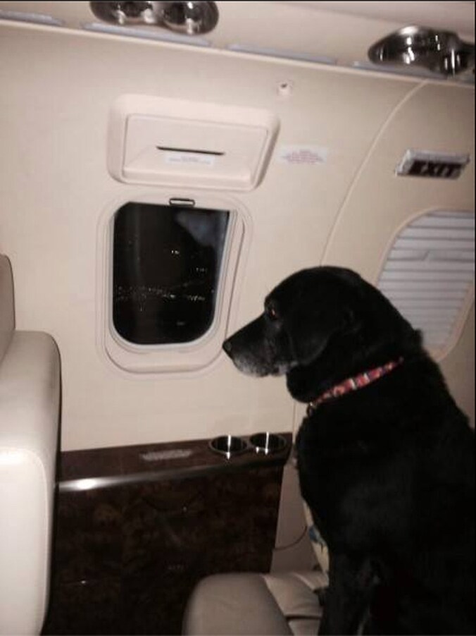 Lady werd met een privévliegtuig opgehaald. De oude labrador mag haar oude dag op een uitgestrekte boerderij doorbrengen.