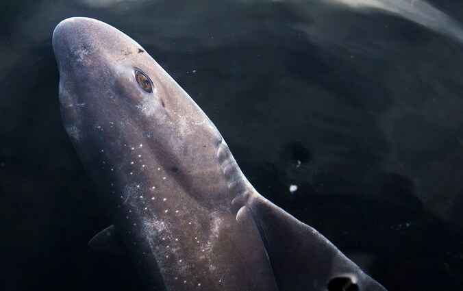 De gevlekte toonhaai in het Dolfinarium Harderwijk.