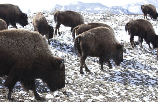 Bisons bij het Yellowstone National Park.