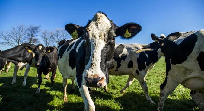 Een welgemanierde en milieubewuste koe laat geen boeren of scheten