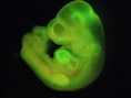De onderzoekers ontdekten dat ze bloedcellen van het embryo van een muis konden transformeren in stamcellen.