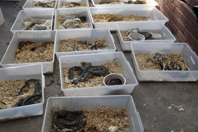 De ruim 300 pythons zaten in plastic bakken.