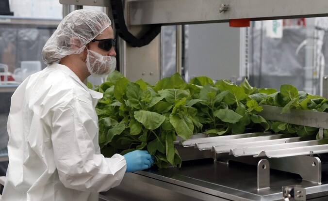 Een werknemer van een Canadees bedrijf dat een ebolavaccin produceert.