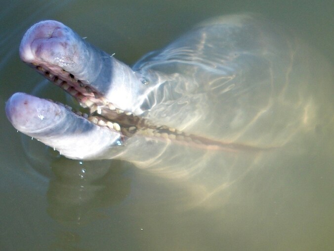 Wetenschappers hebben in de rivier de Araguaia in het centrum van Brazilië een nieuwe rivierdolfijn ontdekt.