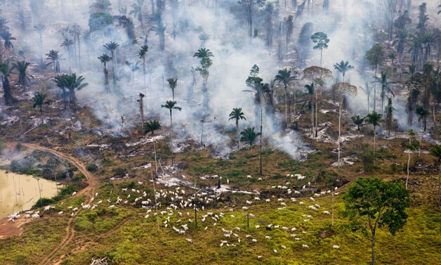 Het toekomstige vlees op iemands bord graast naast het brandende Amazonewoud in Brazilië.