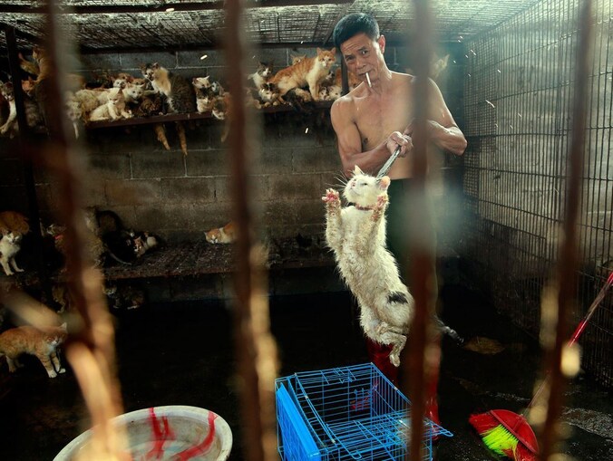 Een slachter in Yulin stopt een kat in een kooi. Een undercover dierenactivist wist het dier te redden.