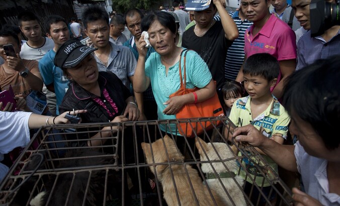 Yang Xiaoyun redt voor ruim 1000 euro honderd honden van een gruwelijke dood