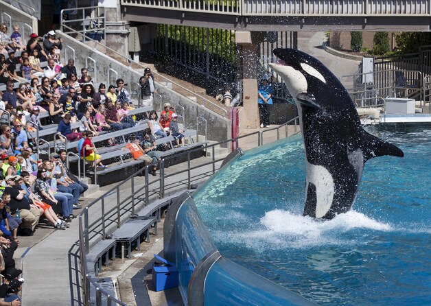 Een orka in het SeaWorld-park in San Diego.