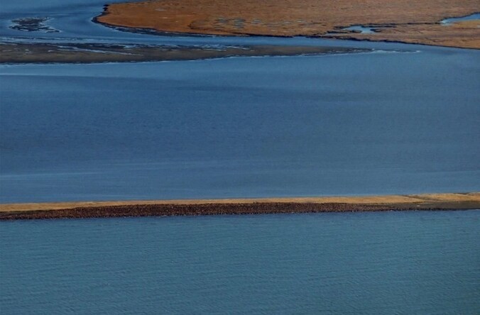 De walrussen verpozen op een smalle landtong in Alaska