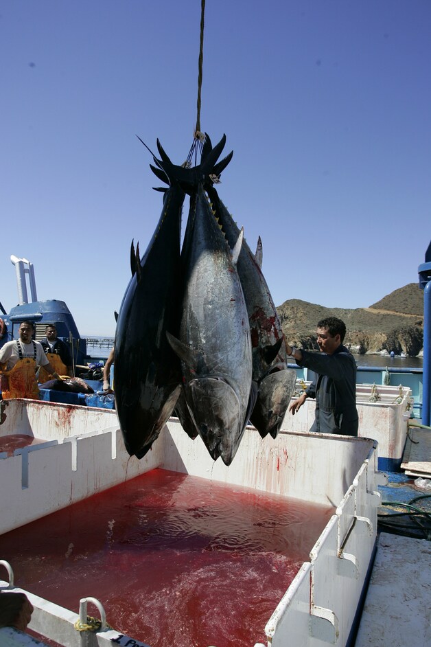 Mexicaanse vissers brengen blauwvintonijn aan land.