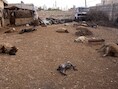 Dode dieren in de Syrische regio Khan al-Assal, nabij Aleppo, zouden het gebruik van chemische wapens door Syrische troepen moeten aantonen. De Verenigde Naties onderzoeken de beschuldigingen.