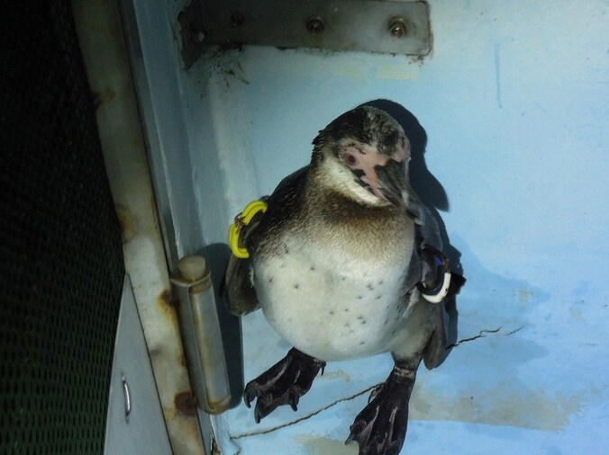 De gevonden Humboldt-pinguïn.
