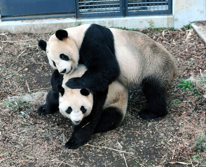 Shin Shin en haar partner Ri Ri zijn het eerste koppel panda's dat de zoo op natuurlijke wijze met een baby verblijdt.