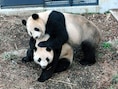 Shin Shin en haar partner Ri Ri zijn het eerste koppel panda's dat de zoo op natuurlijke wijze met een baby verblijdt.