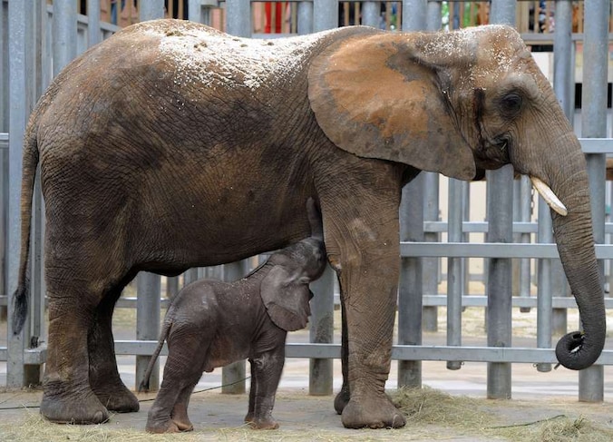 Op 6 augustus werd de eerste kunstmatig geïnsemineerde olifant (Rungwe) geboren in Frankrijk.