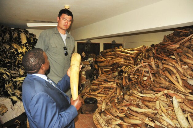 De Chinese basketballer Yao Ming bracht de problematiek onder de aandacht.