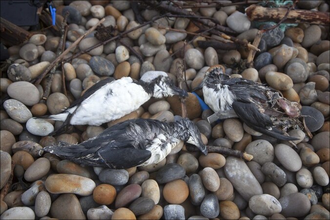 Vorige week spoelden aan de zuidkusten van Groot-Brittannië al een honderdtal besmeurde vogels aan.