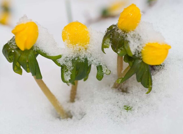De bloemen die na de lenteweek al openbloeiden, krijgen het zwaar te verduren.
