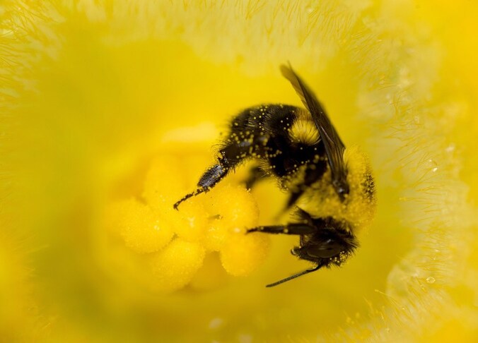 Een 'heksenbrouwsel' van pesticiden en schimmelbestrijdingsmiddelen zorgt ervoor dat de bijen minder of niet meer resistent worden tegen een dodelijke parasiet.