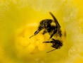 Een 'heksenbrouwsel' van pesticiden en schimmelbestrijdingsmiddelen zorgt ervoor dat de bijen minder of niet meer resistent worden tegen een dodelijke parasiet.