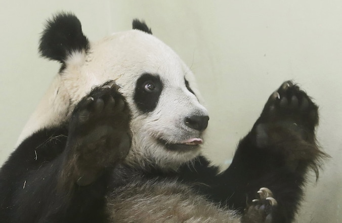 Reuzenpanda Tian Tian verblijft in de Edinburgh Zoo.