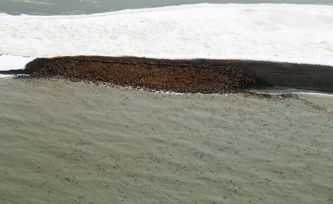 Meer dan 10.000 walrussen bevinden zich schouder aan schouder op de rotsige kust.