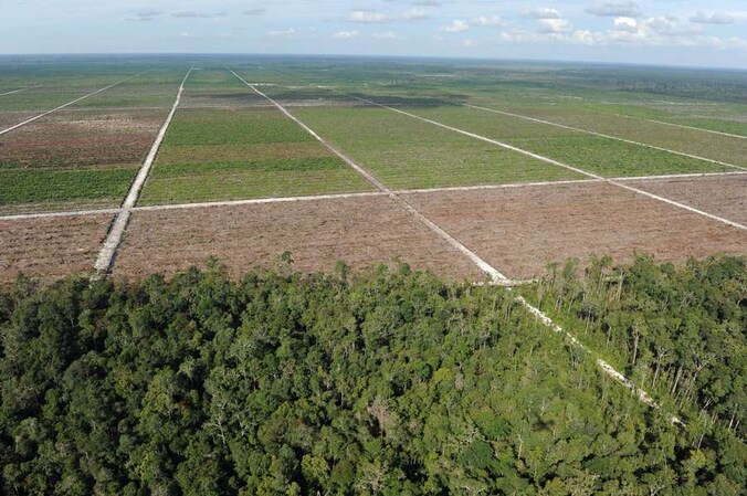 In Indonesië wordt massaal ontbost om plaats te maken voor palmolieplantages.
