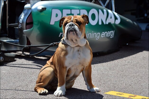 We zien Hamilton steeds vaker over het circuit wandelen met zijn trouwe viervoeter. Wel, dit is Roscoe!